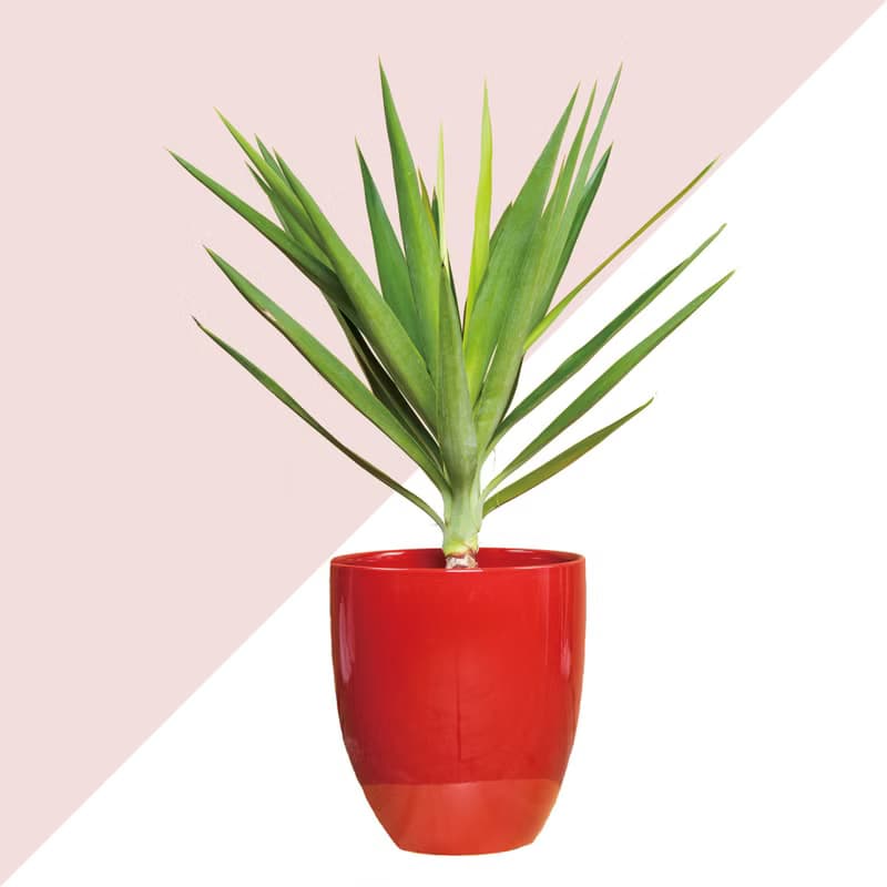 居家植物 － 2棵植物套組任選  開幕賀禮 禮物