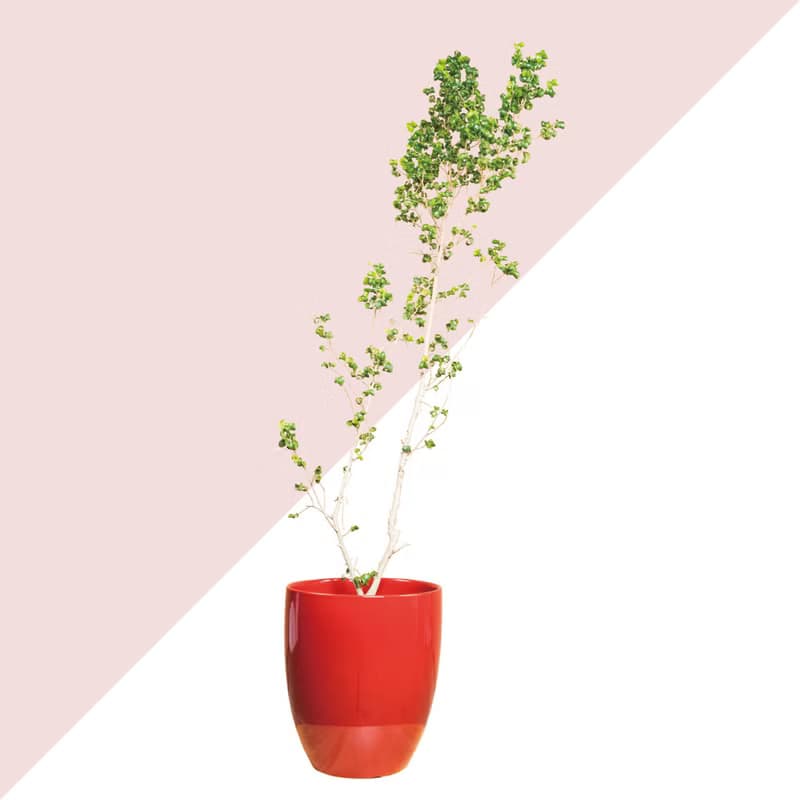 居家植物 － 2棵植物套組任選  開幕賀禮 禮物