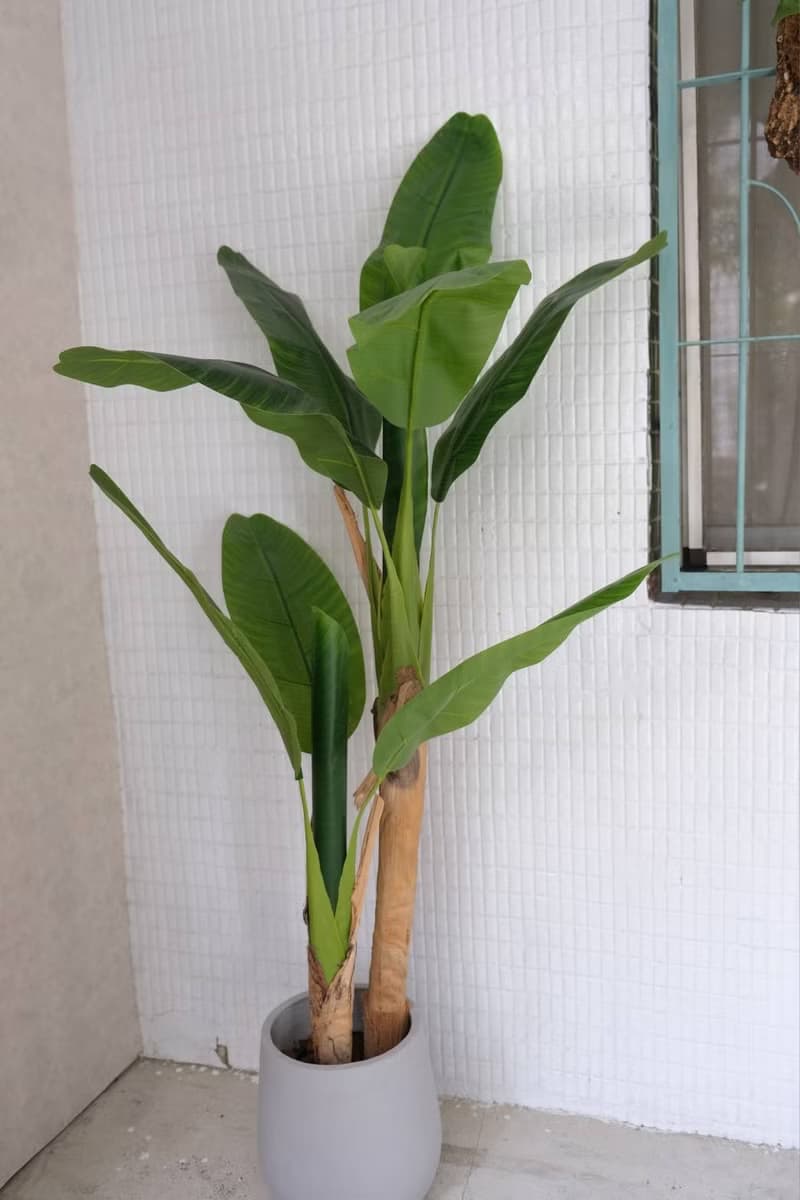 人造植栽/仿真芭蕉樹/仿真植物/綠化/永不凋零