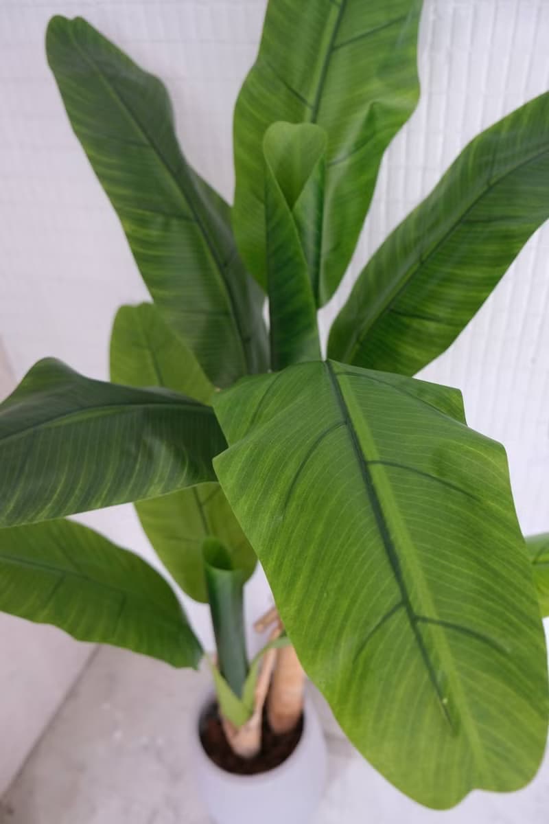 人造植栽/仿真芭蕉樹/仿真植物/綠化/永不凋零