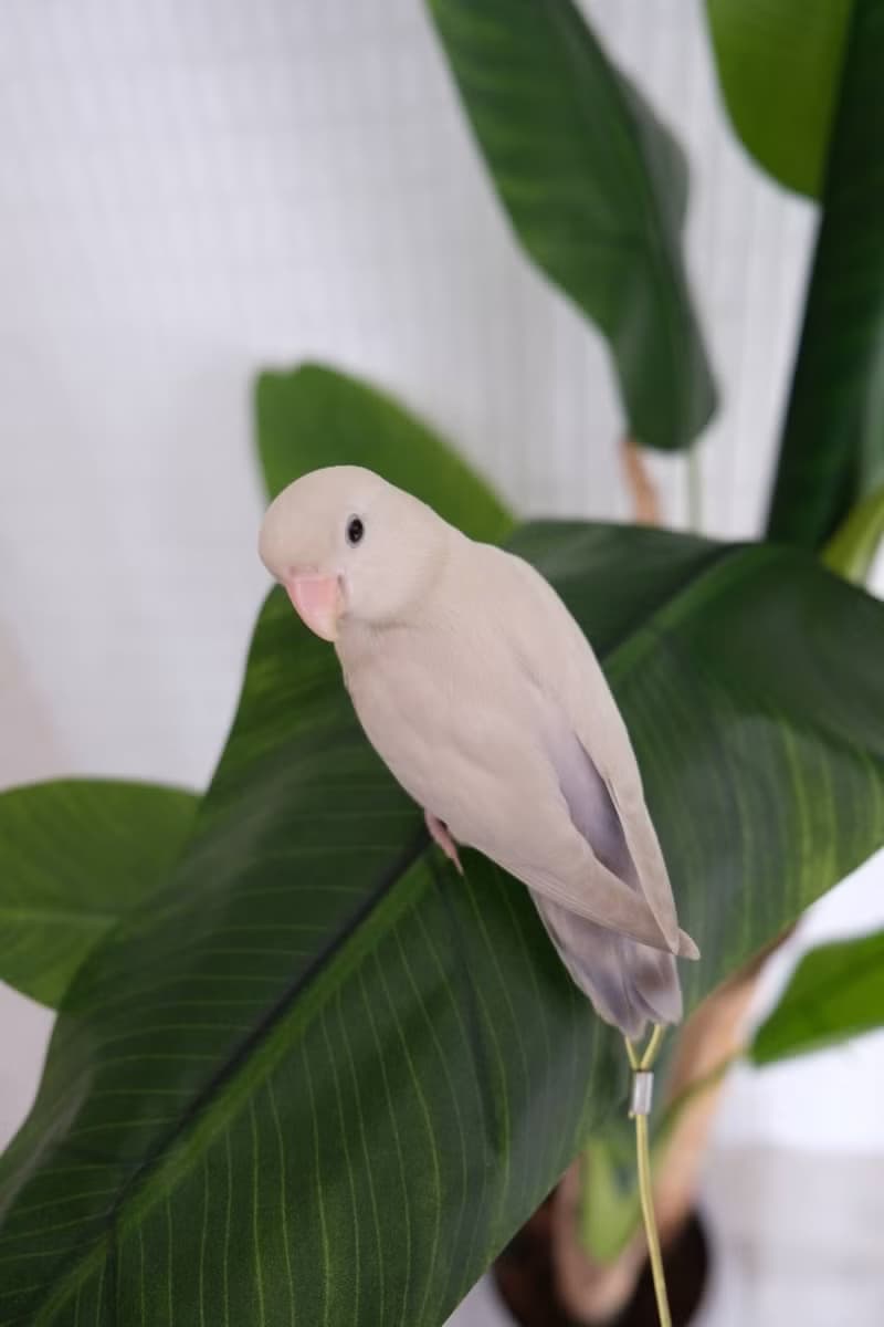 人造植栽/仿真芭蕉樹/仿真植物/綠化/永不凋零