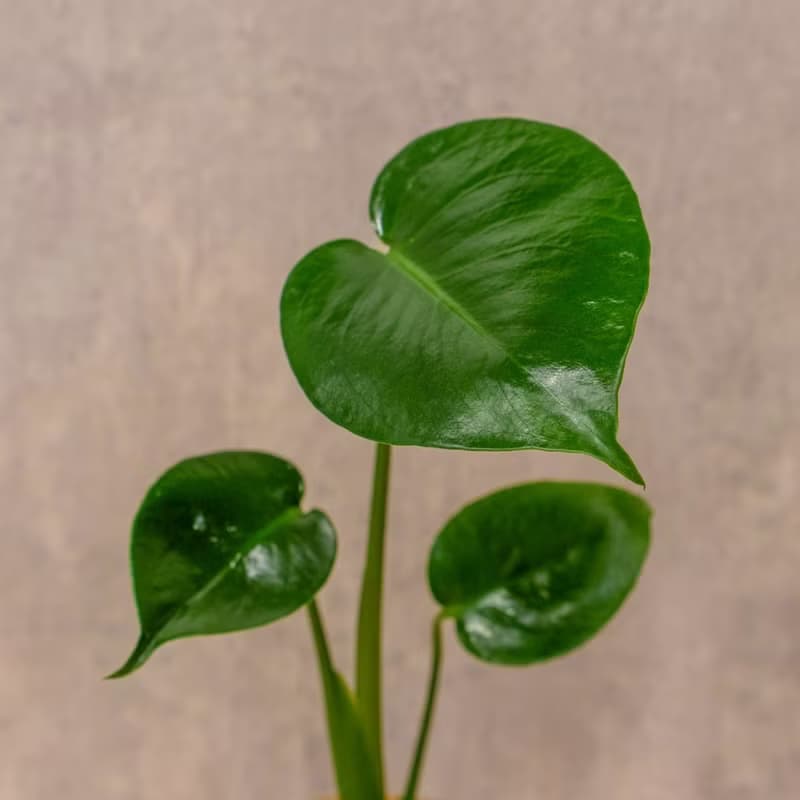 龜背芋 三角水耕盆栽 室內植物 觀葉植物 禮物 水培