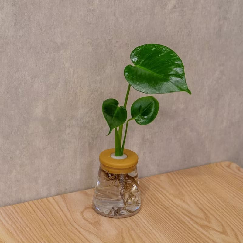 龜背芋 三角水耕盆栽 室內植物 觀葉植物 禮物 水培