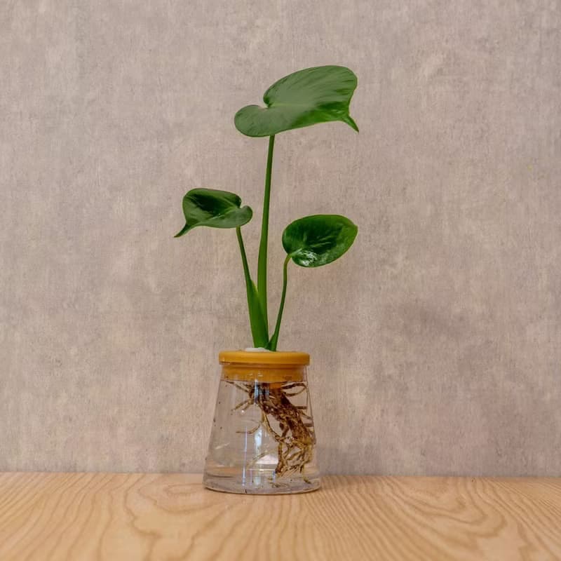 龜背芋 三角水耕盆栽 室內植物 觀葉植物 禮物 水培
