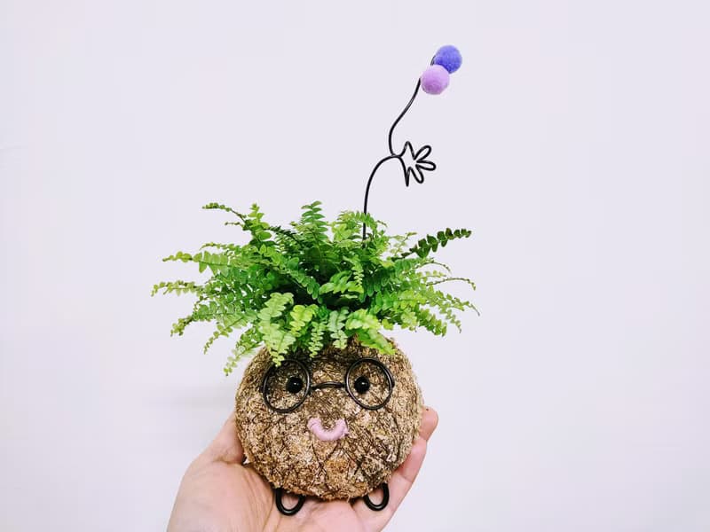 創意苔球│波士頓腎蕨│室內植物│窗邊植物│觀葉植物