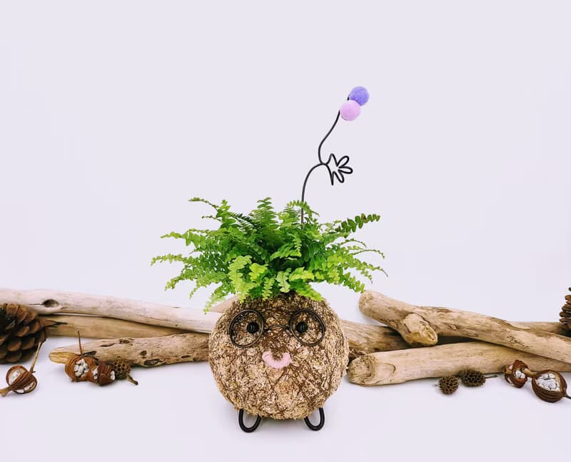 創意苔球│波士頓腎蕨│室內植物│窗邊植物│觀葉植物