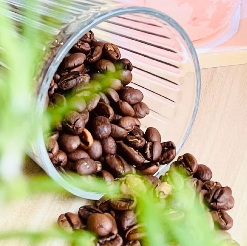 衣索比亞 桃可可 咖啡豆 日曬 225g  中淺烘焙 西達摩 Sidamo