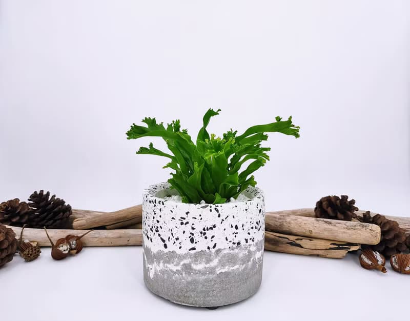 水泥花器│水泥盆栽│水泥植栽(不含植物)│