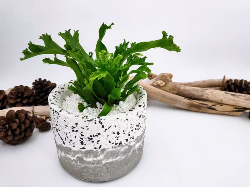 水泥花器│水泥盆栽│水泥植栽(不含植物)│