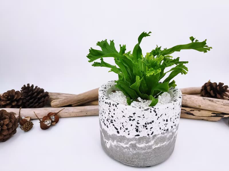 水泥花器│水泥盆栽│水泥植栽(不含植物)│
