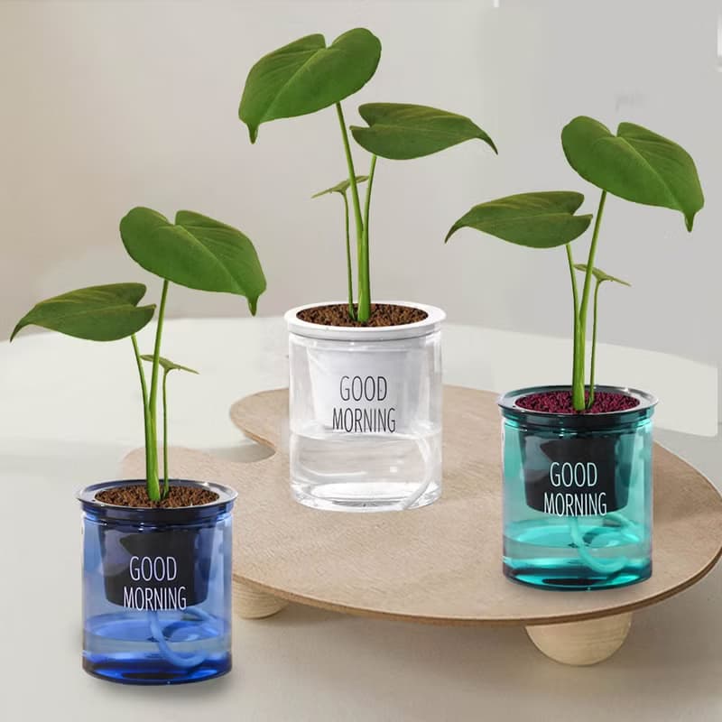植栽 室內盆栽 龜背芋 懶人盆栽
