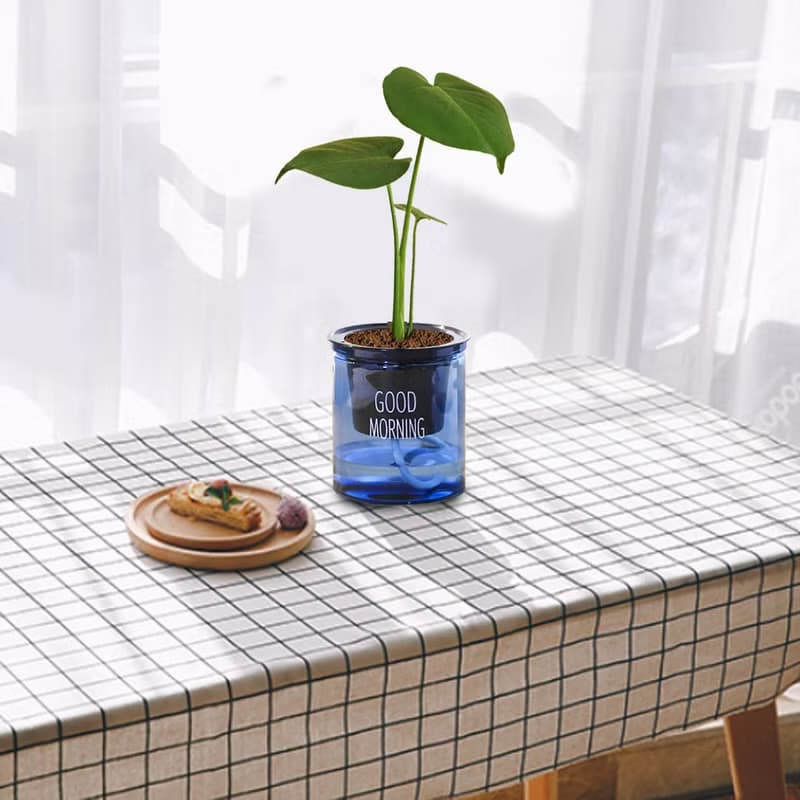 植栽 室內盆栽 龜背芋 懶人盆栽
