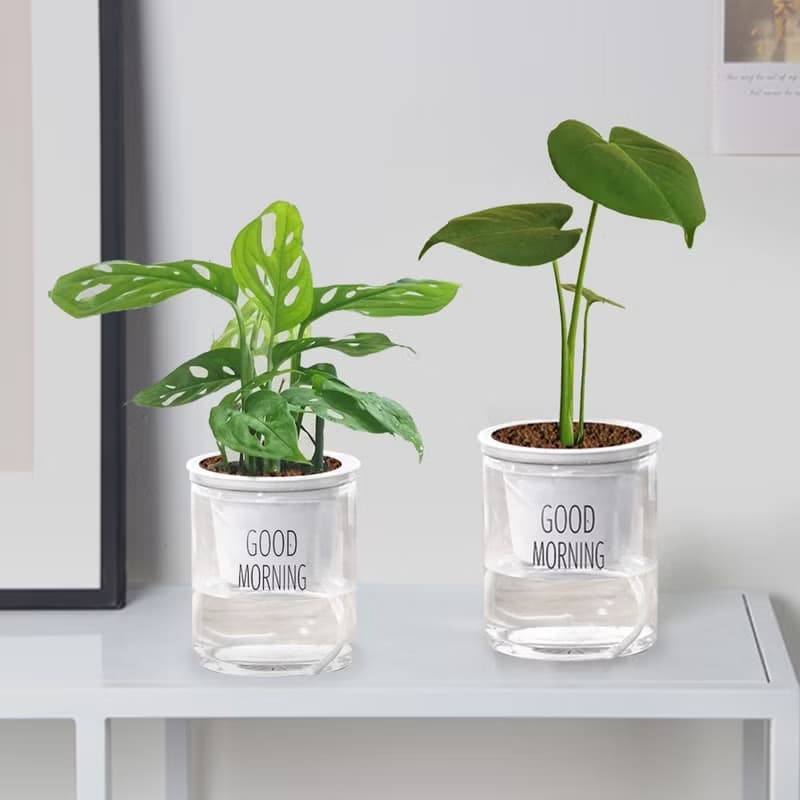 植栽 室內盆栽 龜背芋 懶人盆栽