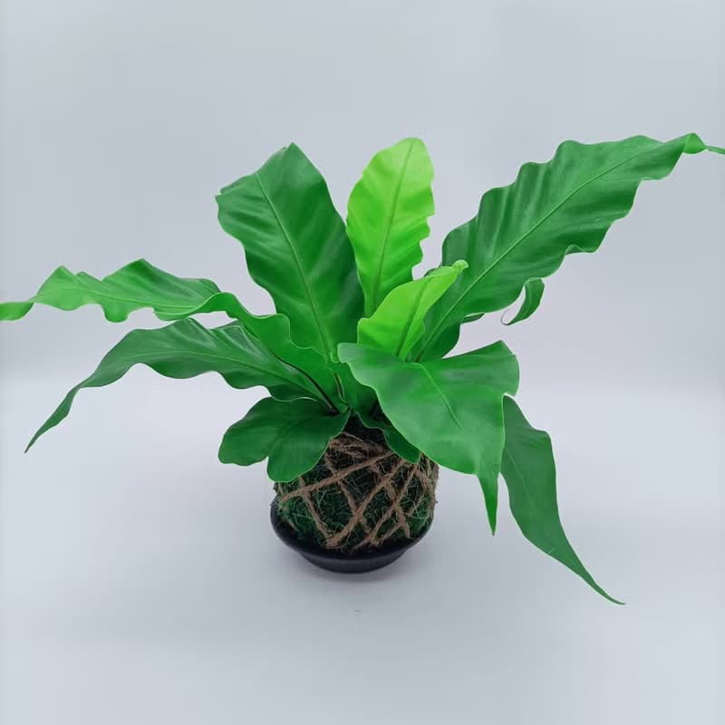 苔球植物  山蘇  室內植物  懶人盆栽  蕨類