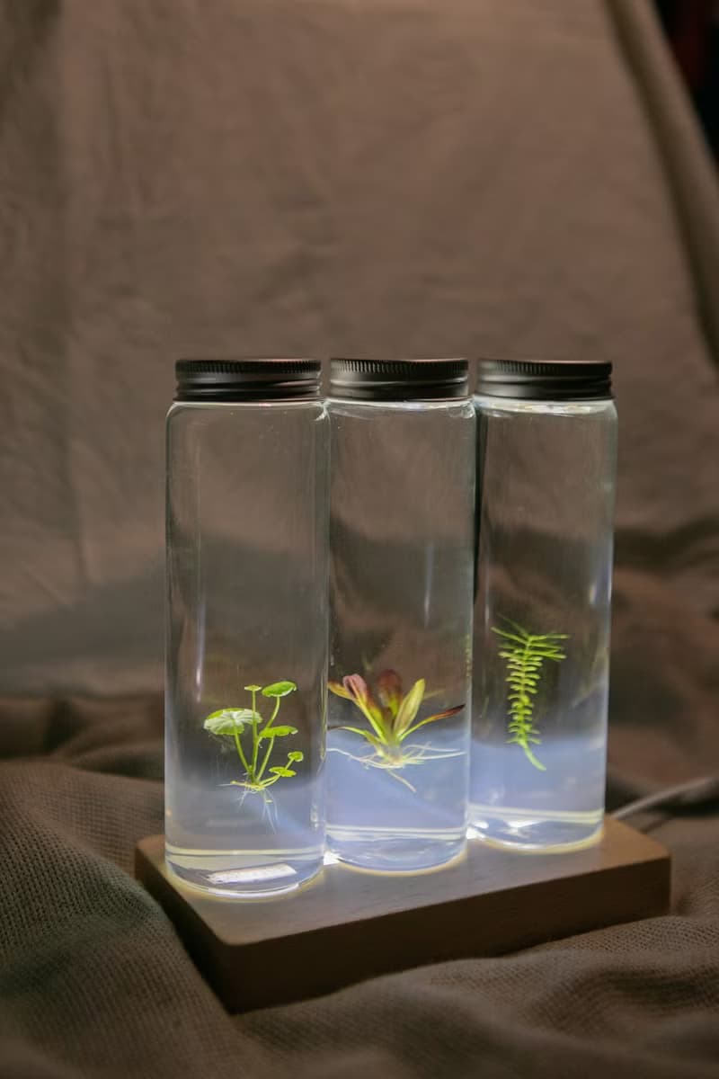 【小葉銅錢草】 水生植物瓶栽 銅錢葉片迷你又討喜