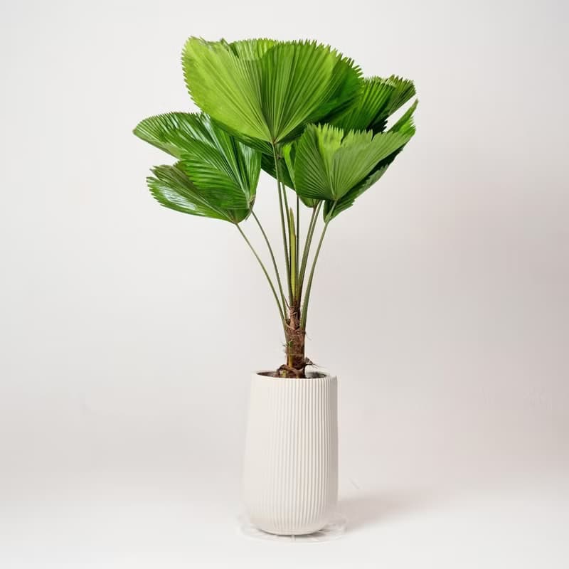 高挑圓扇蒲葵水泥大盆栽 直條紋湛白高盆 落地盆栽禮 北歐極簡