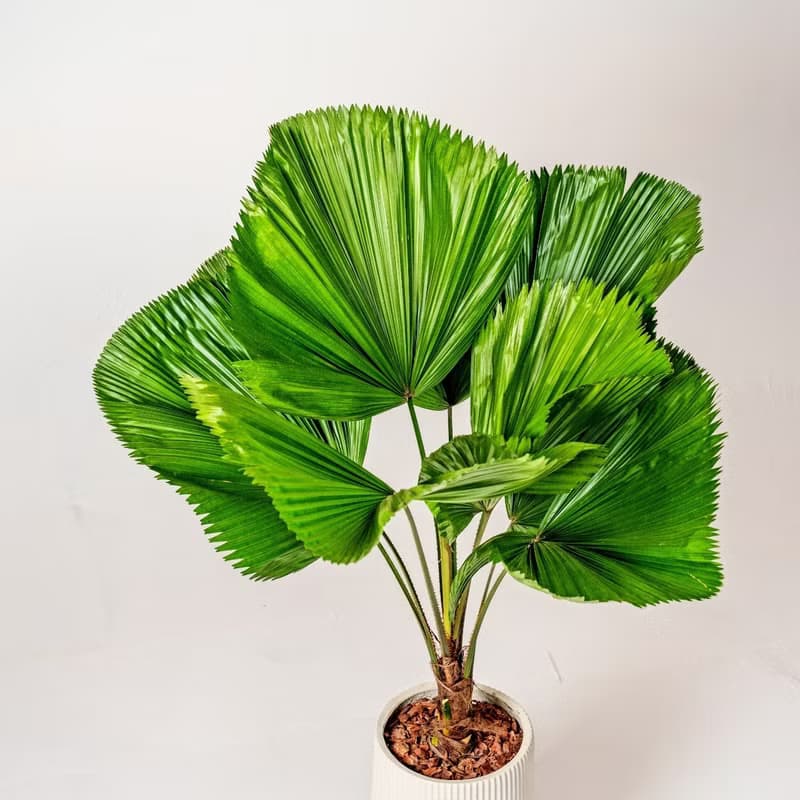高挑圓扇蒲葵水泥大盆栽 直條紋湛白高盆 落地盆栽禮 北歐極簡