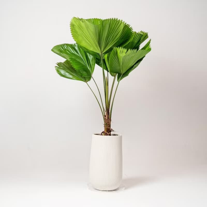 高挑圓扇蒲葵水泥大盆栽 直條紋湛白高盆 落地盆栽禮 北歐極簡