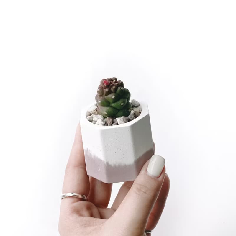 (預購) 莫蘭迪粉系列 | 將軍閣 小八角形雙色水泥多肉植栽