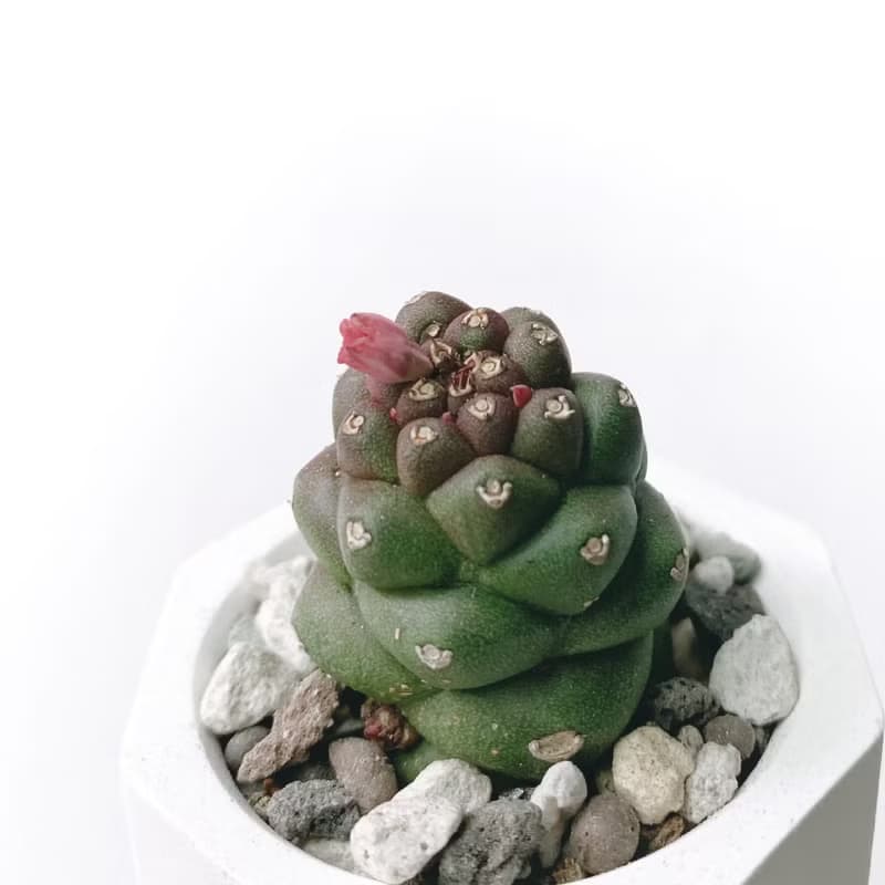 (預購) 莫蘭迪粉系列 | 將軍閣 小八角形雙色水泥多肉植栽