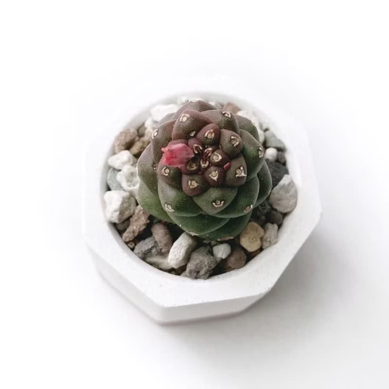 (預購) 莫蘭迪粉系列 | 將軍閣 小八角形雙色水泥多肉植栽