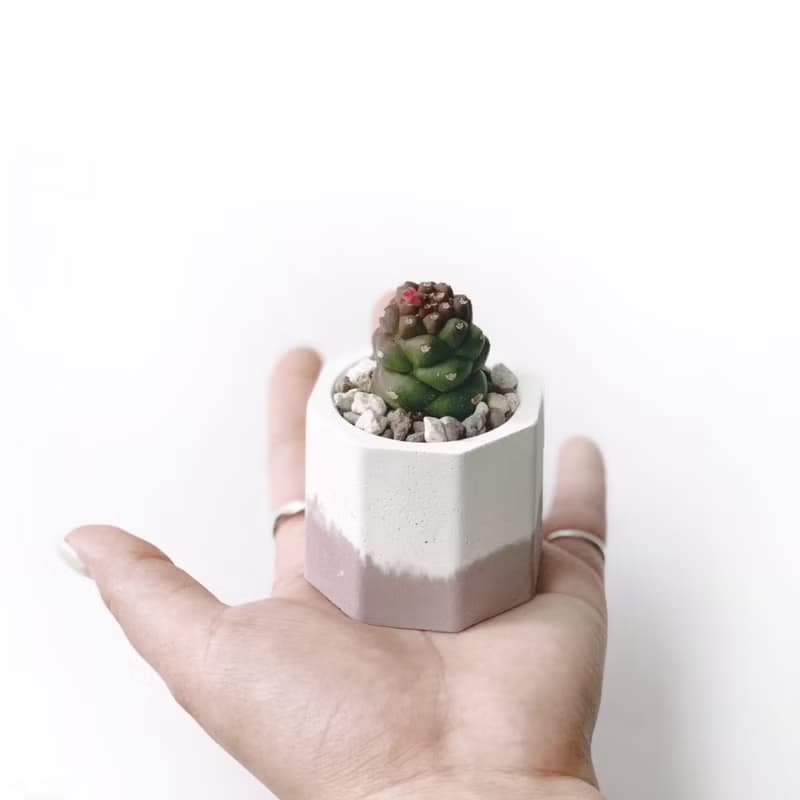 (預購) 莫蘭迪粉系列 | 將軍閣 小八角形雙色水泥多肉植栽