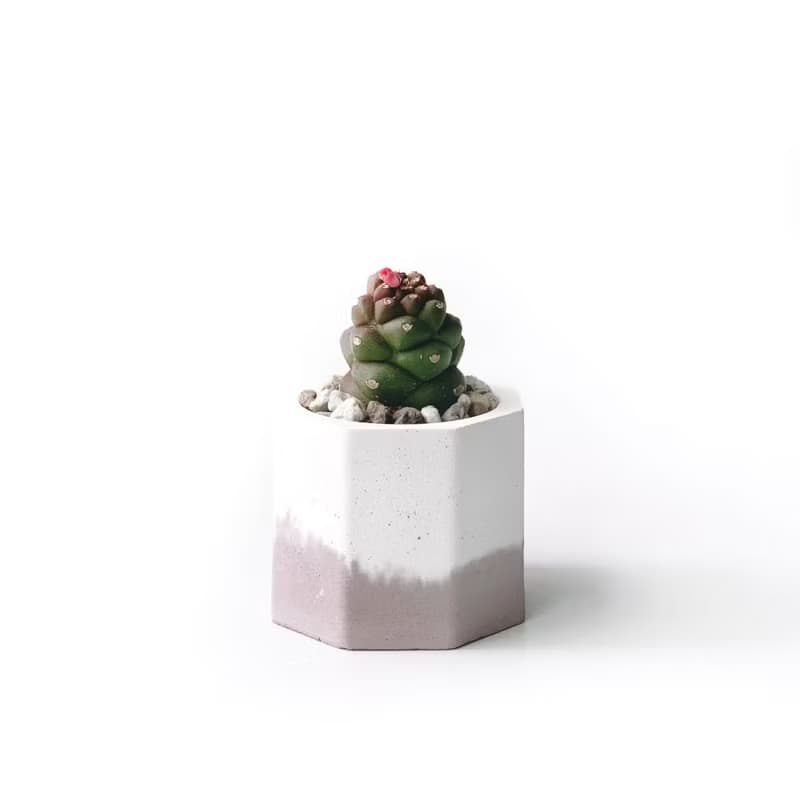 (預購) 莫蘭迪粉系列 | 將軍閣 小八角形雙色水泥多肉植栽