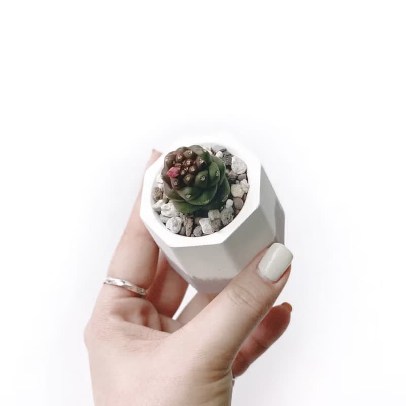 (預購) 莫蘭迪粉系列 | 將軍閣 小八角形雙色水泥多肉植栽