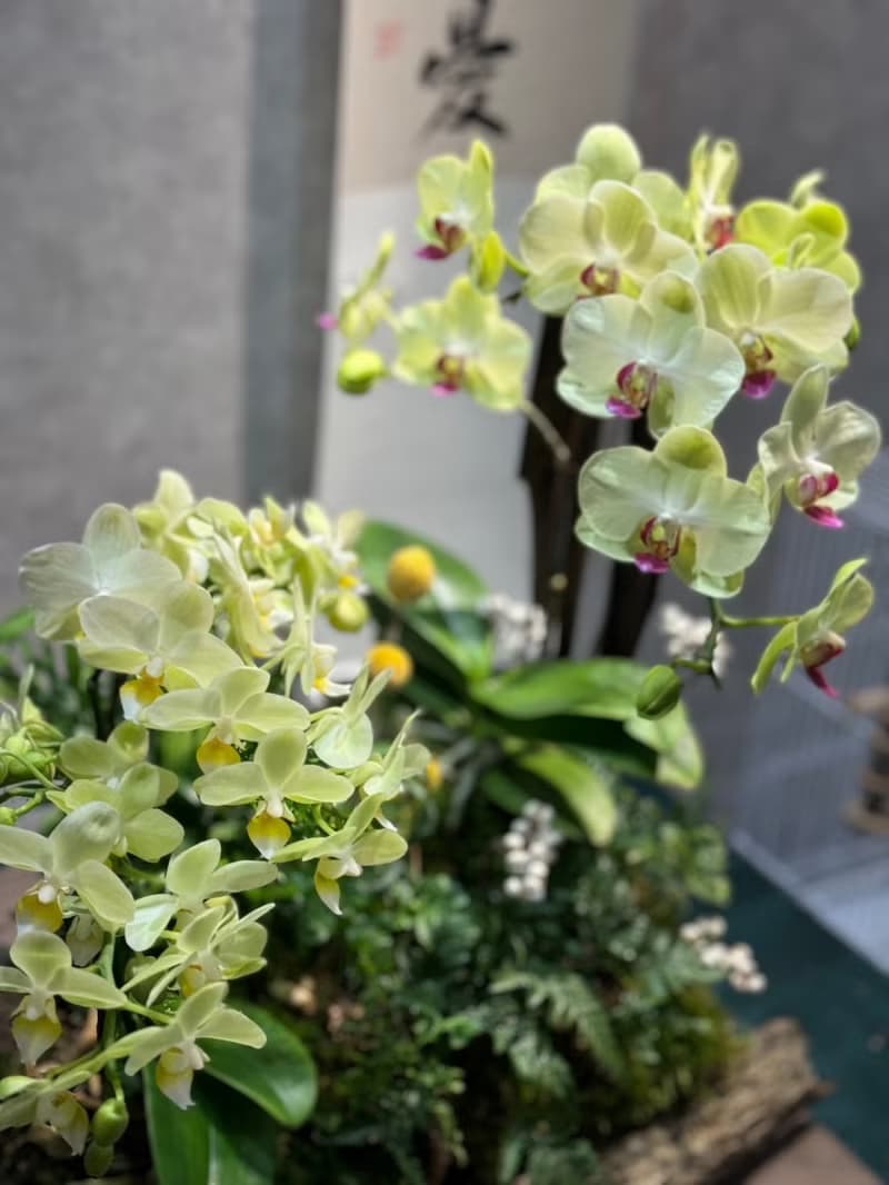 開幕送禮 企業佈置 蘭花造型系列 限台中地區