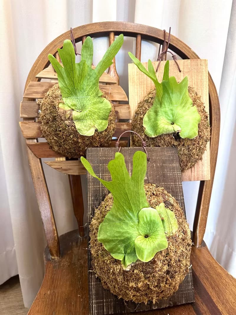 【女王鹿角蕨】 鹿角蕨 植物上板 室內植物 開幕送禮