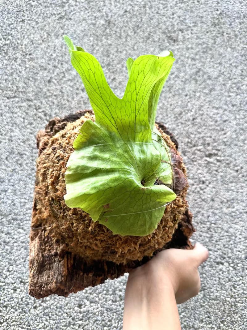 【女王鹿角蕨】 鹿角蕨 植物上板 室內植物 開幕送禮