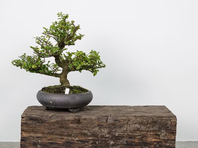 木島BOKTO || 枕木 || 戶外展示台 置物架 盆栽植物收納架