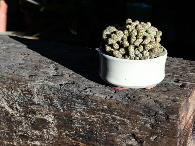 木島BOKTO || 枕木 || 戶外展示台 置物架 盆栽植物收納架