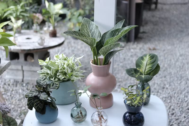水培植栽│柏金蔓綠絨_室內植物 辦公室盆栽  店內布置