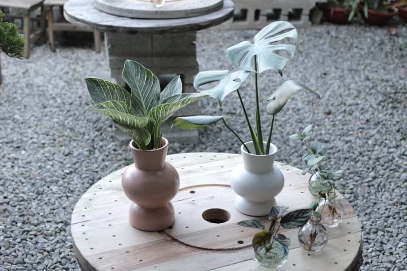水培植栽│柏金蔓綠絨_室內植物 辦公室盆栽  店內布置