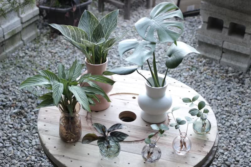 水培植栽│柏金蔓綠絨_室內植物 辦公室盆栽  店內布置