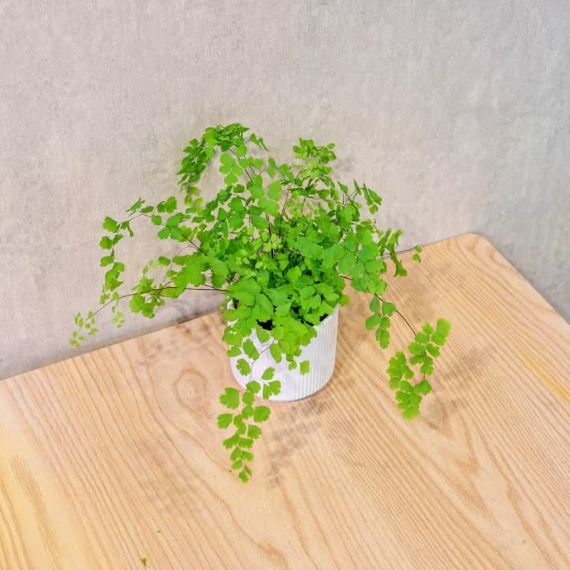 鐵線蕨 莫蘭迪色系直紋陶盆 室內植物 觀葉植物 禮物 盆栽