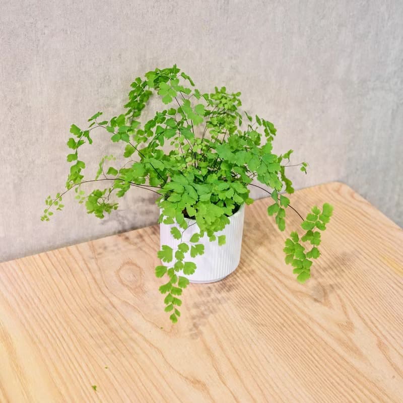 鐵線蕨 莫蘭迪色系直紋陶盆 室內植物 觀葉植物 禮物 盆栽