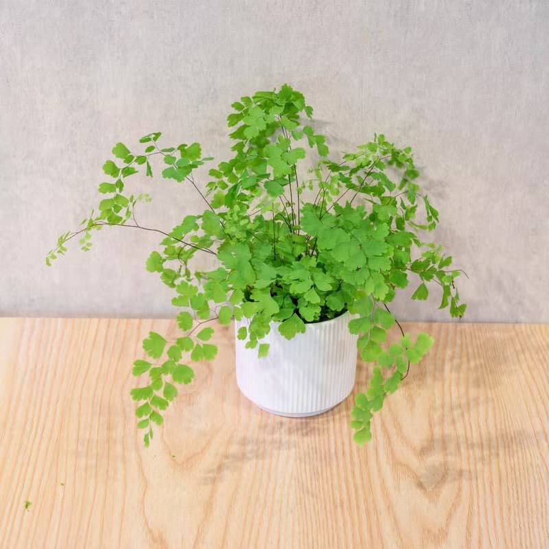 鐵線蕨 莫蘭迪色系直紋陶盆 室內植物 觀葉植物 禮物 盆栽