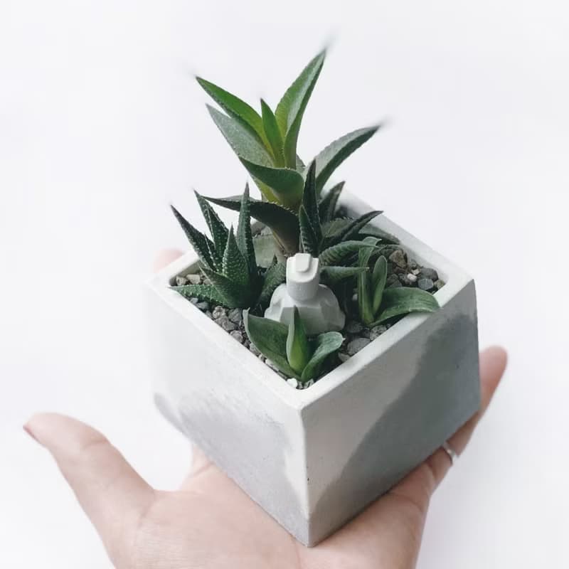 (預購)白灰漸層系列 | 龍鱗+金城+子寶+機器人 方形水泥多肉植栽