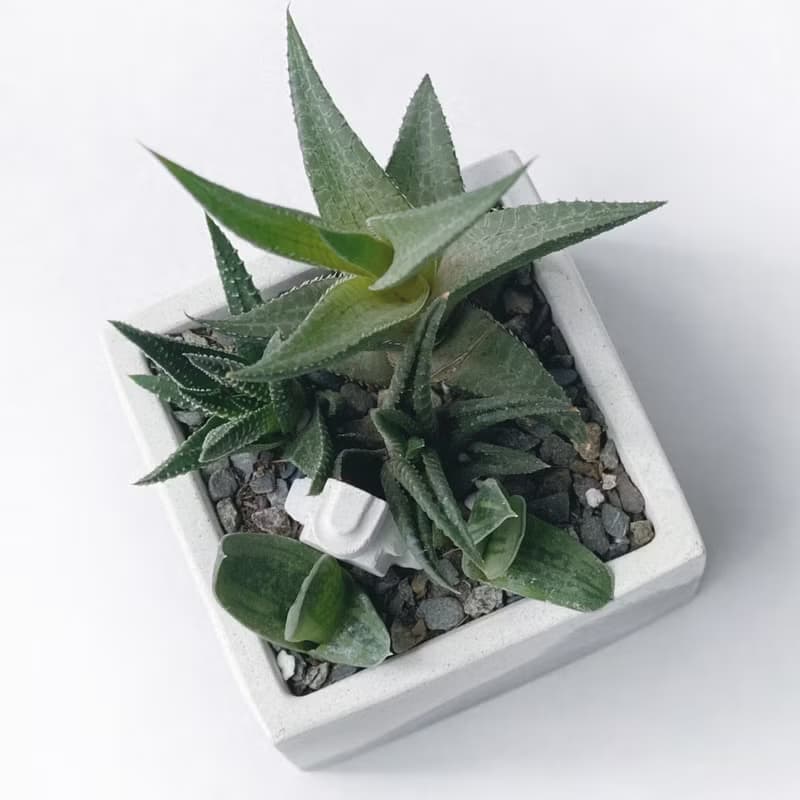 (預購)白灰漸層系列 | 龍鱗+金城+子寶+機器人 方形水泥多肉植栽