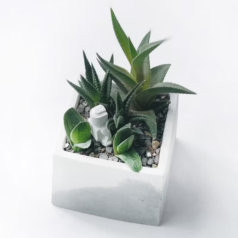 (預購)白灰漸層系列 | 龍鱗+金城+子寶+機器人 方形水泥多肉植栽