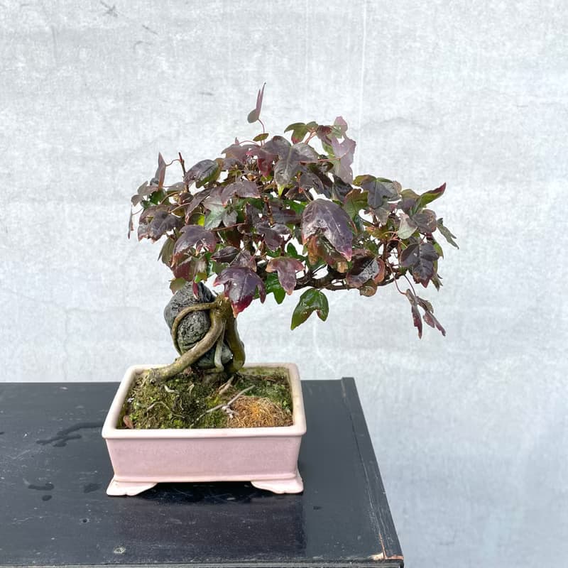 小品盆栽-日本唐楓 盆景 送禮