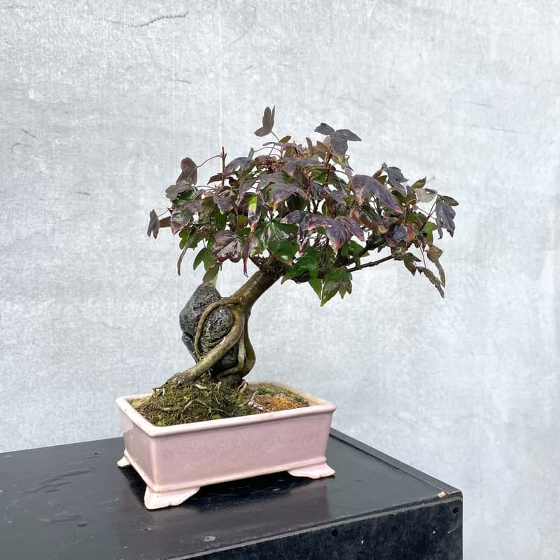 小品盆栽-日本唐楓 盆景 送禮