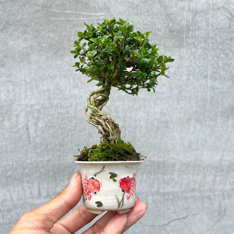 小品盆栽-玫瑰香丁木 盆景 送禮