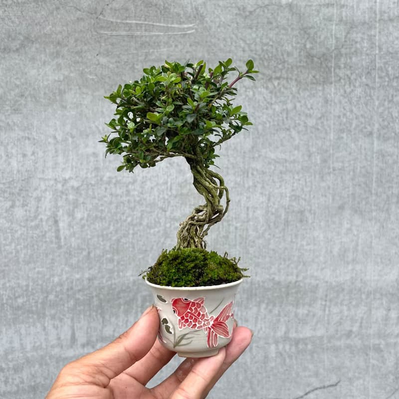 小品盆栽-玫瑰香丁木 盆景 送禮