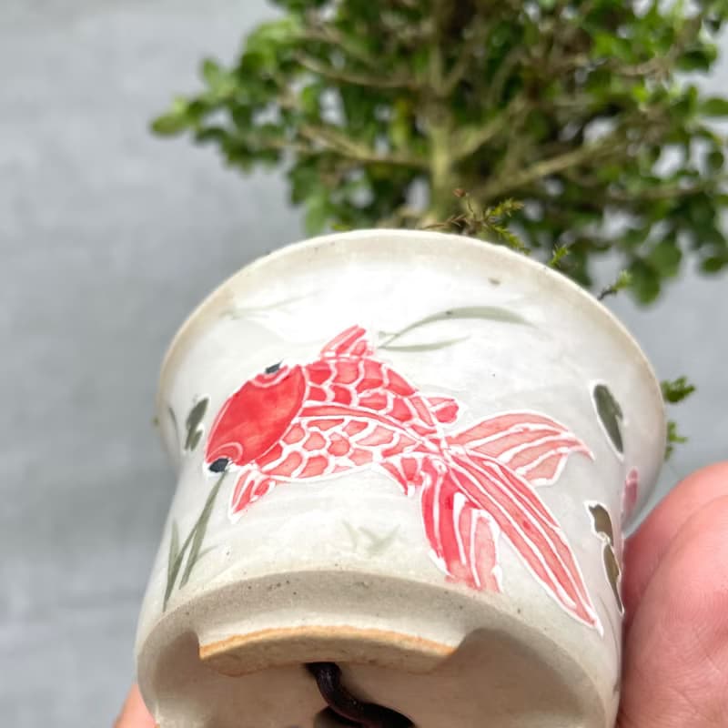 小品盆栽-玫瑰香丁木 盆景 送禮