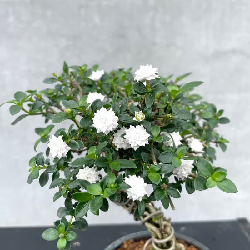 小品盆栽-玫瑰香丁木 盆景 送禮