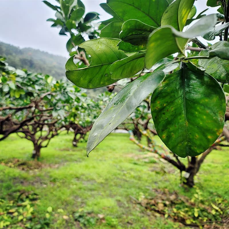 【現貨】宜蘭冬山-花間茶語原片隨身包-每次一包好方便