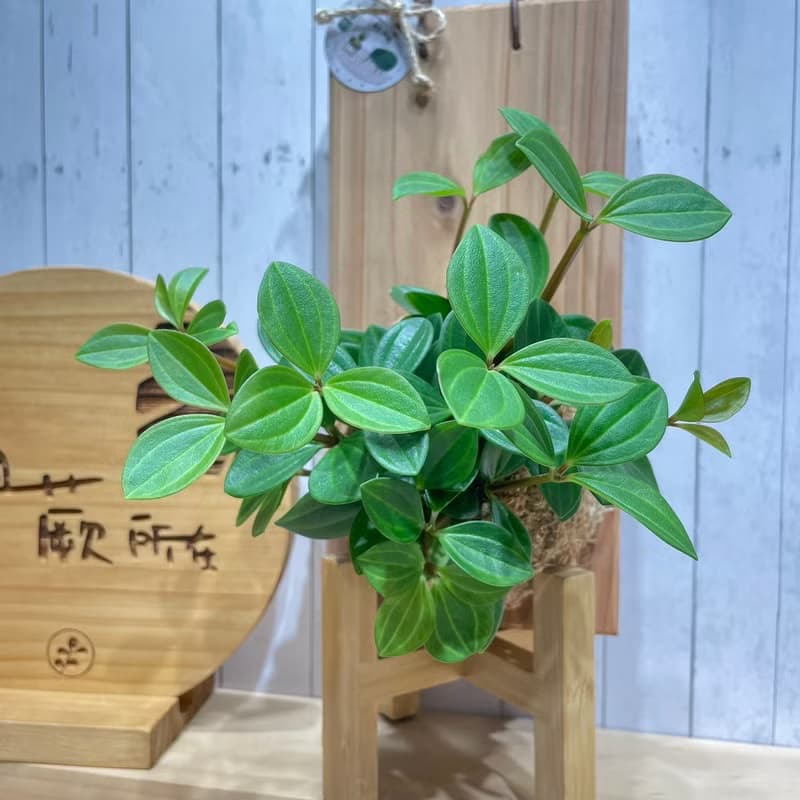 【植蕨所在】翡翠椒草 水苔上板植物  上板植物 開店送禮  觀葉植